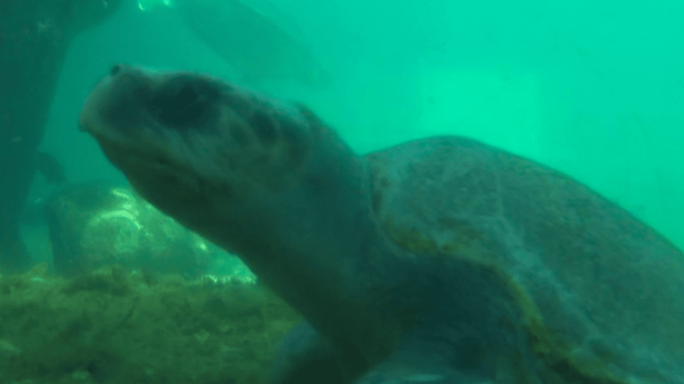 whales, turtles… protect the island’s marine treasures