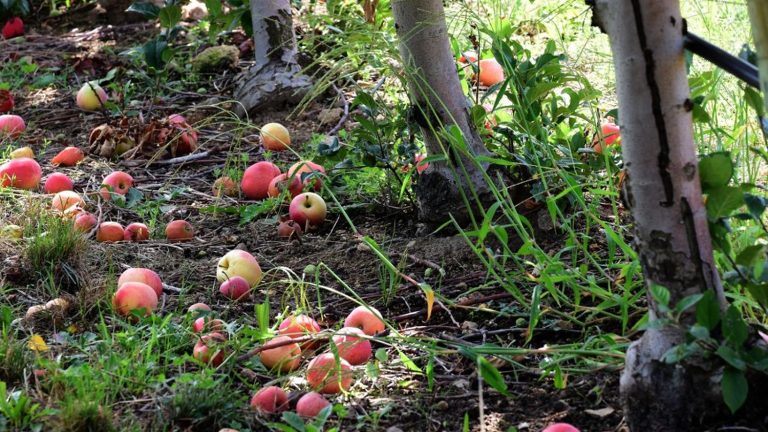 what we know about the uprooting of thousands of fruit trees on three hectares