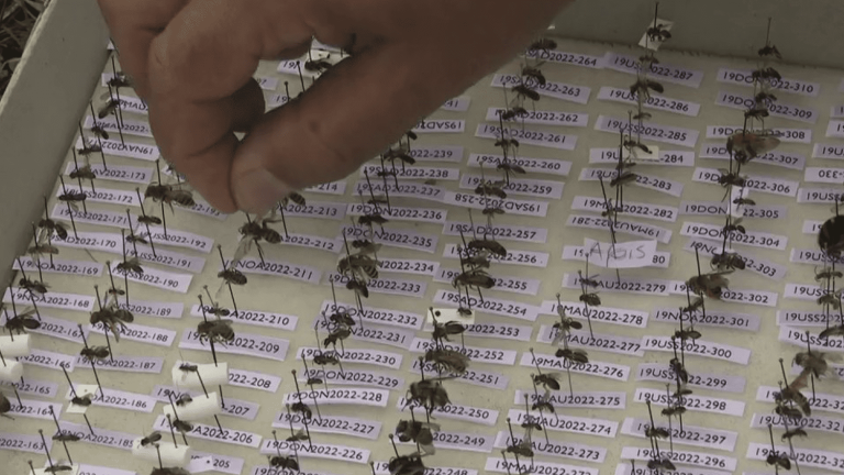 wild bees find refuge in motorway service areas