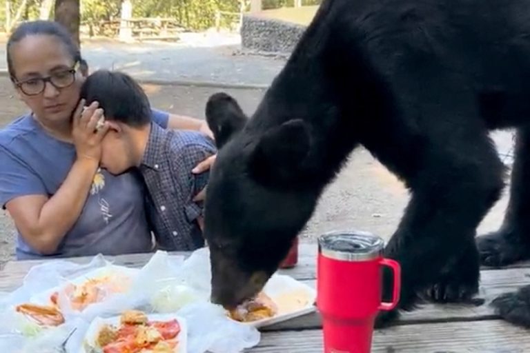 A bear eats the meal of a frightened family