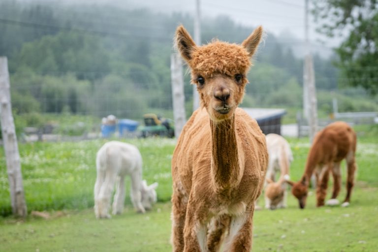 A walk on the farm |  Alpaca, who are you?