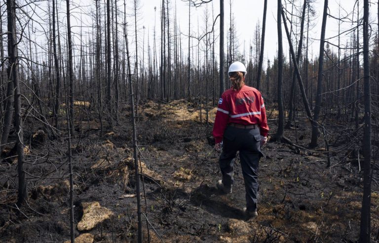 After the fires, a plan for the entire forest