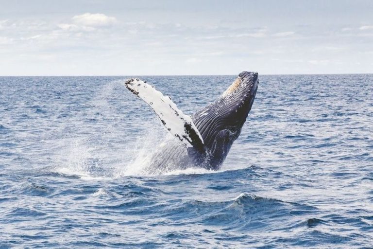 Australia: man dies at sea after colliding with whale