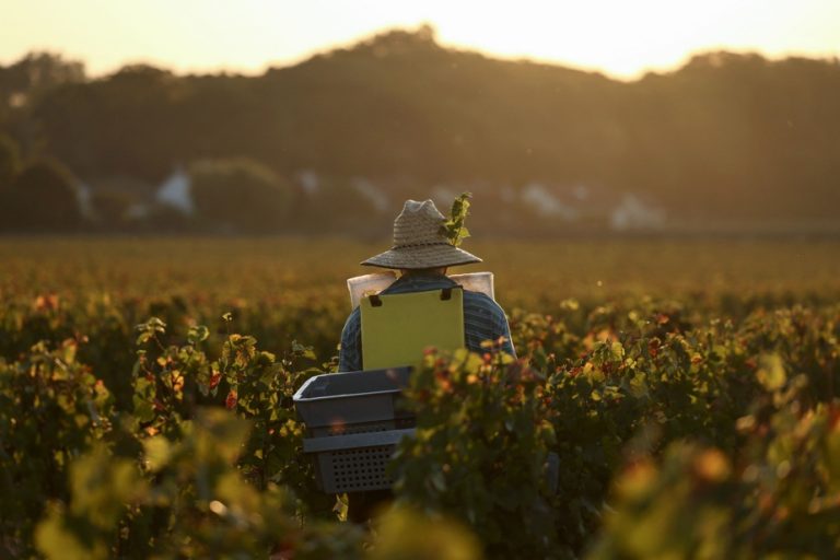 Burgundy hopes for generous harvests to curb inflation