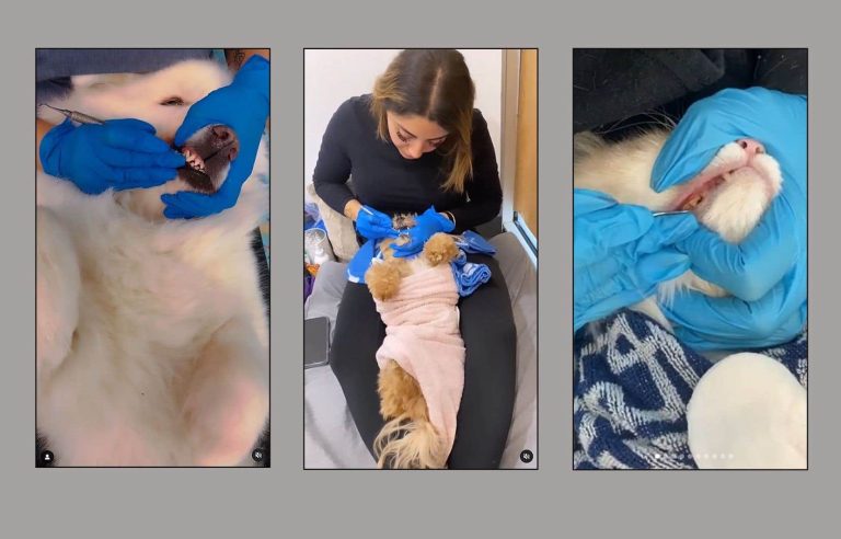 Canine scaling without anesthesia, an act reserved for veterinarians, continues despite past convictions