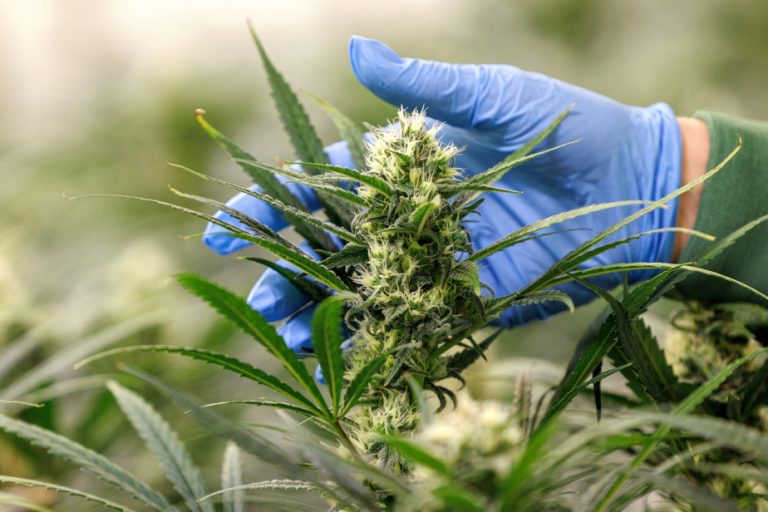 Cannabis |  Aurora wants to raise 33.8 million with the sale of shares