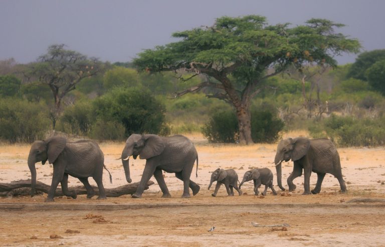 Elephants are leaving Zimbabwe in droves due to lack of water