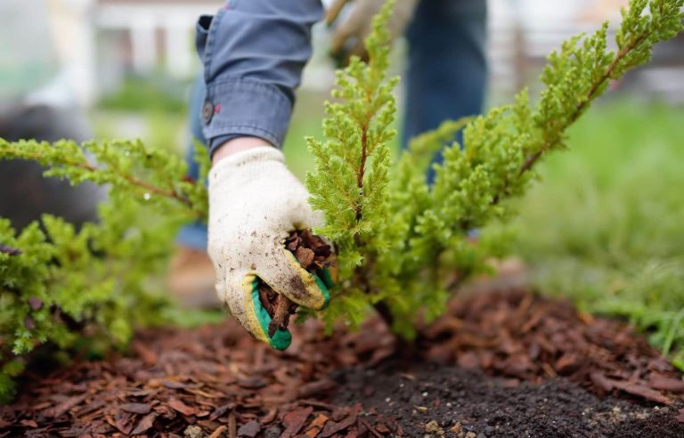 Everything you need to know about mulch in 8 tips