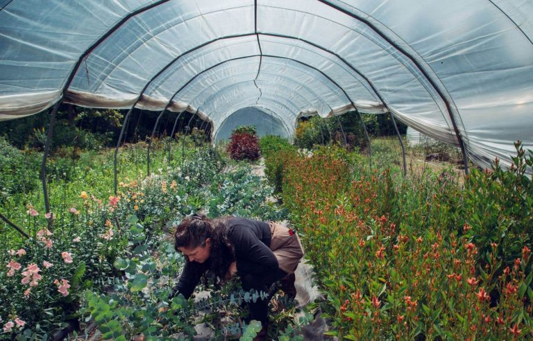 Farm flowers in the eye of Valérian Mazataud