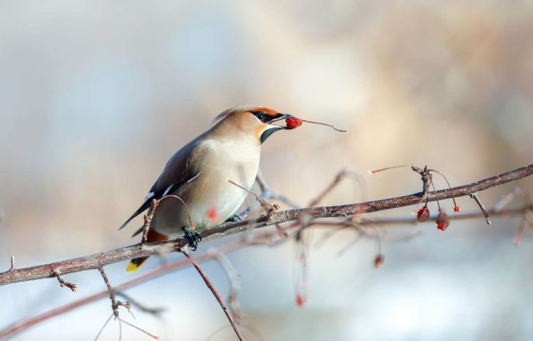 Fruit for everyone, even in winter!