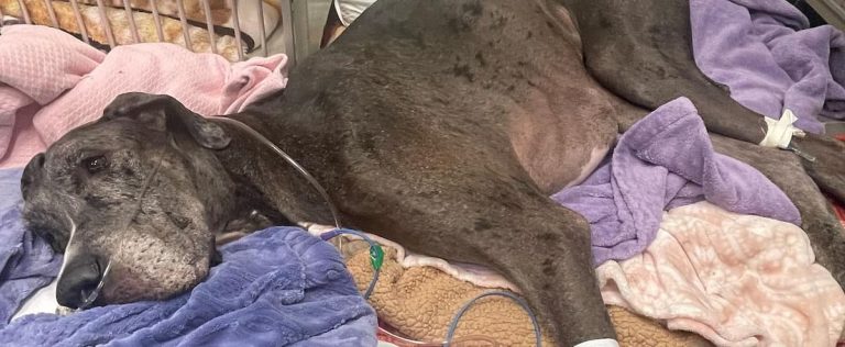 Guinness Record: World’s largest dog dies of cancer