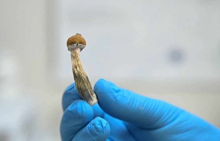 Health professionals want expanded access to magic mushrooms