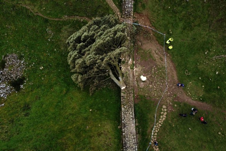 Iconic tree felled in UK |  A man arrested