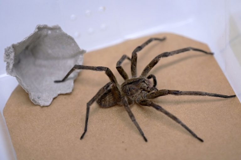 In Brazil, a venomous spider helps with erectile dysfunction