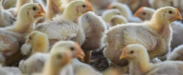 In France, AI puts an end to the cruel crushing of male chicks