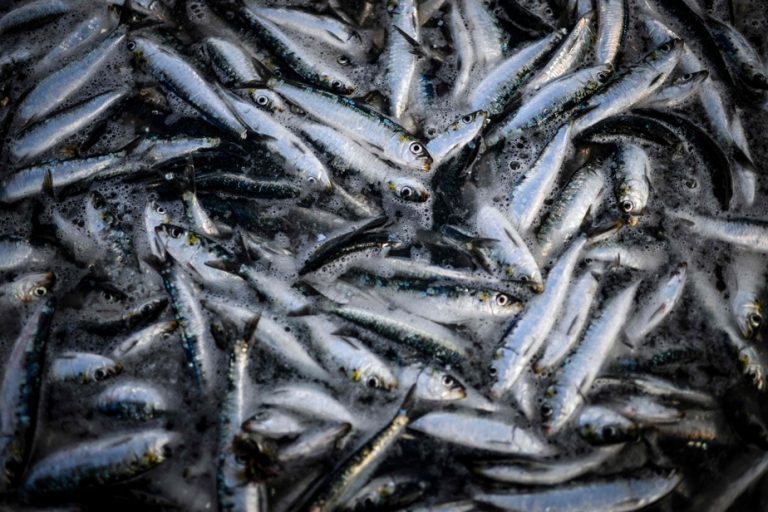 In Portugal, the sardine is queen of fishing and celebration