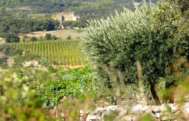 Jeanjean Vineyards: 150 years of family passion in Languedoc