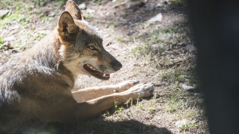 MAP.  Visualize the number of wolf attacks and their location in France since 2010