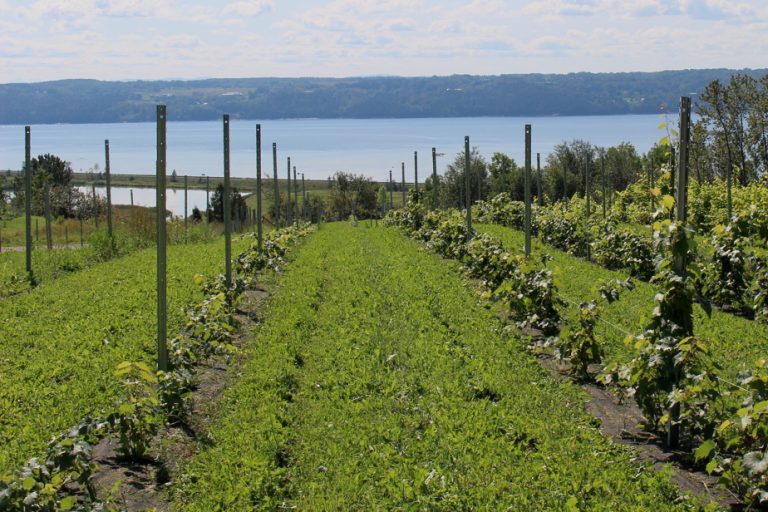 Making wine north of the 48th parallel