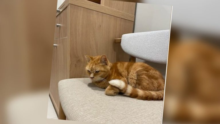 Néo, this cat found, in good shape, ten years after his disappearance!