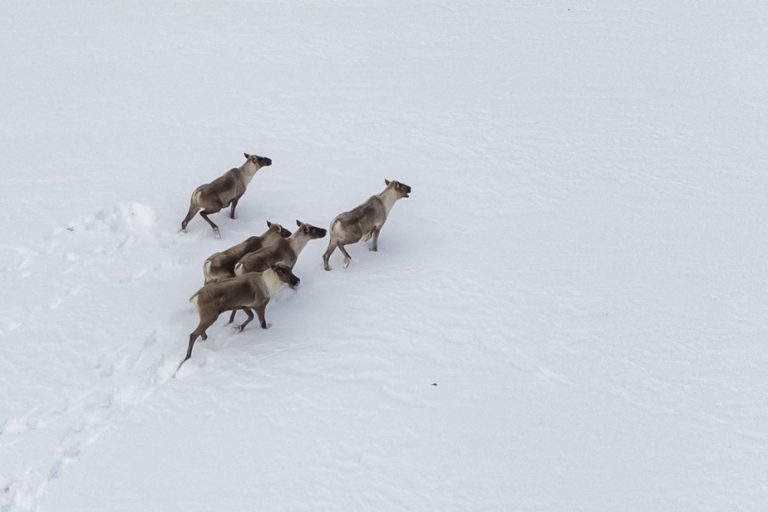 New scientific research |  Climate change has little impact on caribou decline