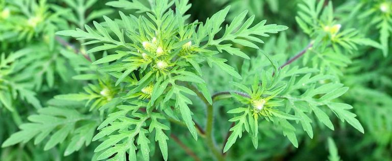 No mercy for ragweed!  Here’s how to identify it to better eliminate it