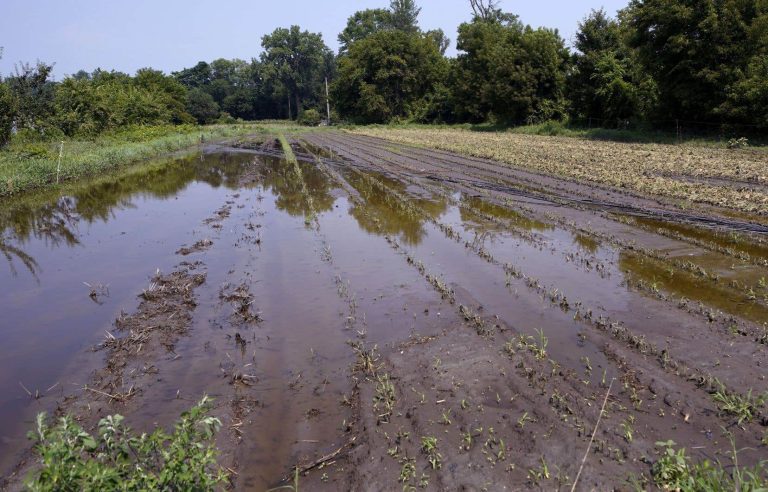 Notices of damage to agricultural crops are exploding in Quebec