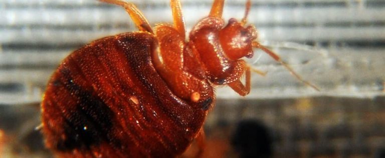 ON VIDEO |  Bedbug infestation in Paris: “it really traumatized me”