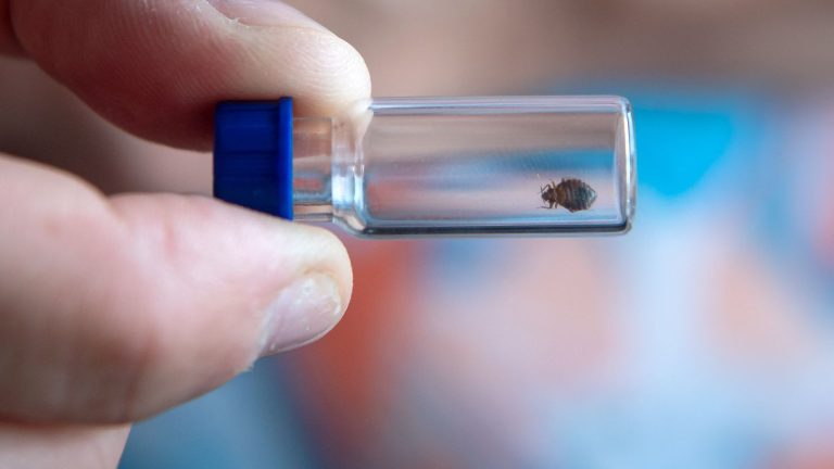 Paris town hall asks the State for a plan to combat bedbugs