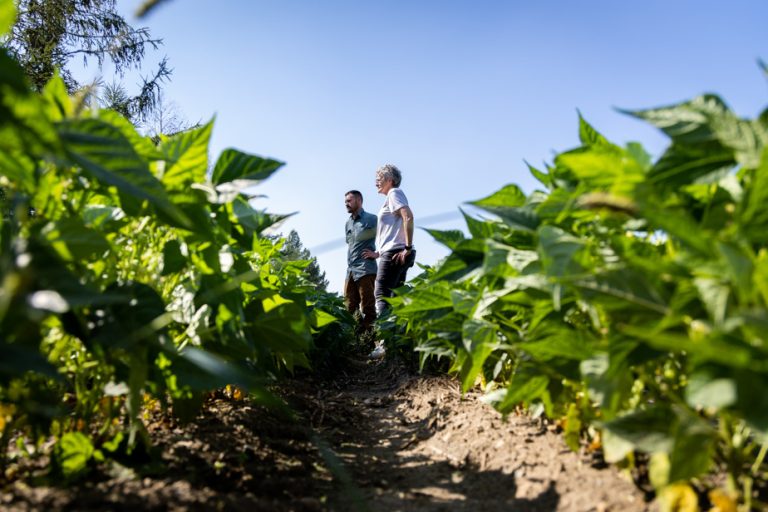 Quebec vegetables victims of climate change