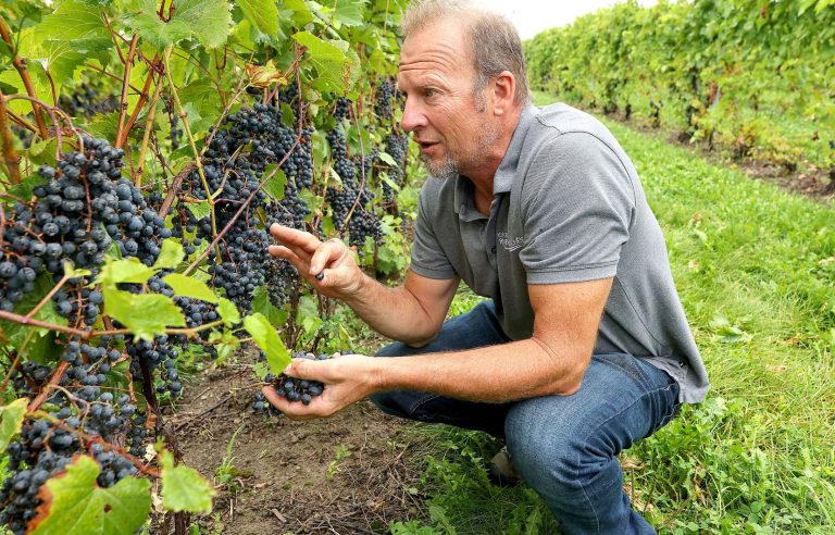 Quebec winegrowers facing the vagaries of the climate