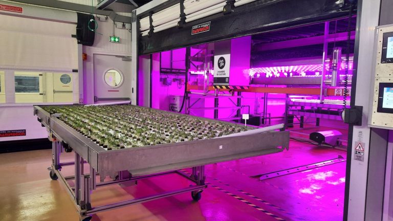 REPORTING.  Welcome to “Jungle”, the largest vertical farm in France