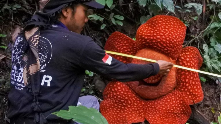 Rafflesia, the largest flower in the world, victim of oil palm cultivation