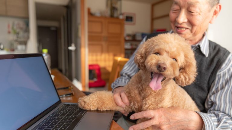 “Retirement homes” for pets are appearing