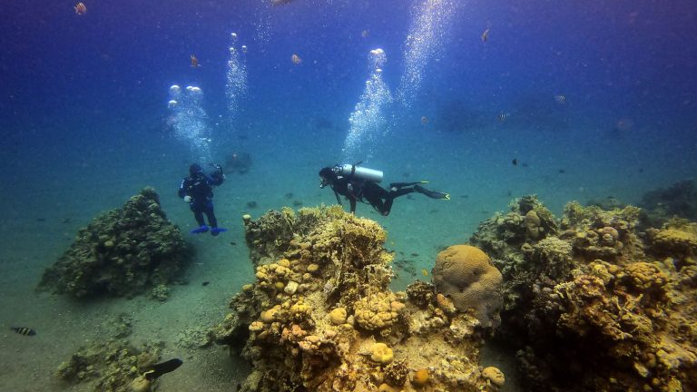 Sun creams, pesticides, hydrocarbons… These chemicals contaminate corals, according to a new ANSES study