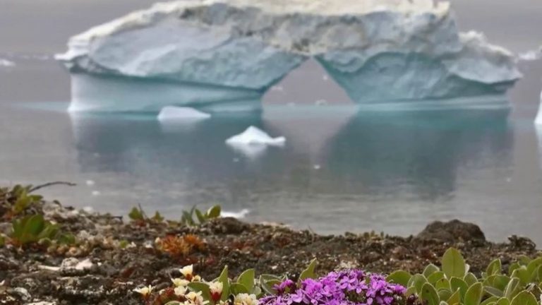 TRUE OR FALSE.  Are plants growing in Antarctica due to global warming?