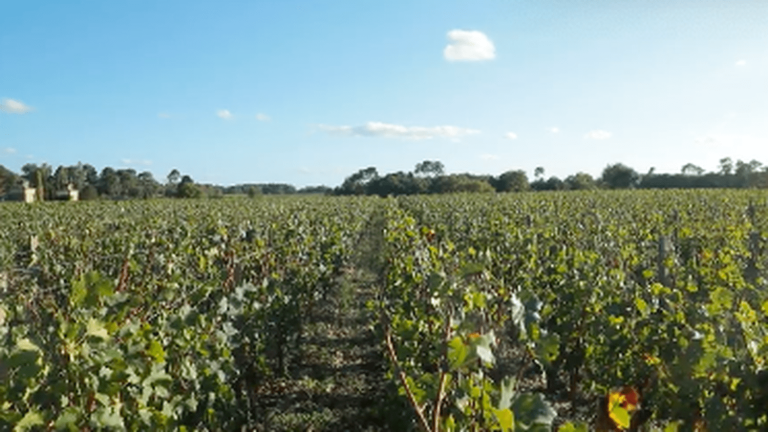 TRUE OR FALSE.  Does biodynamic cultivation really produce better wines?