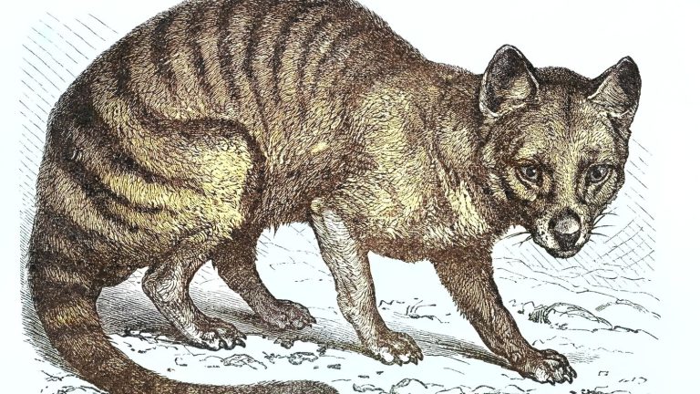 Tasmanian tiger RNA found