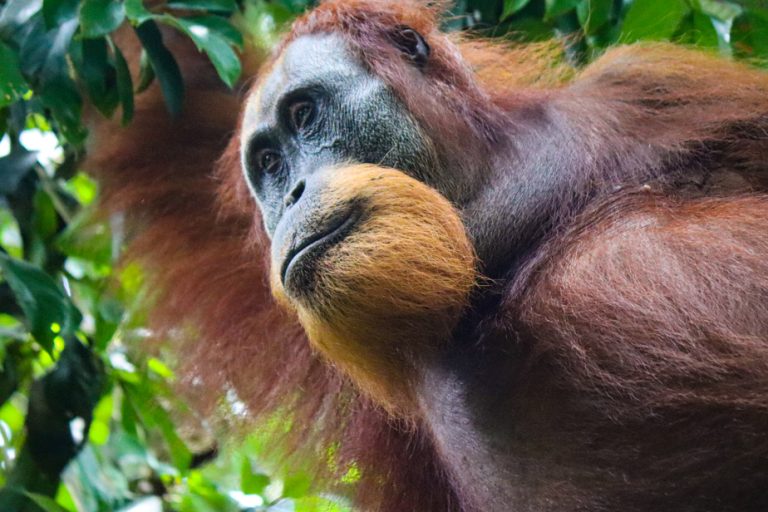 The Press in Indonesia |  The orangutan, while there is still time