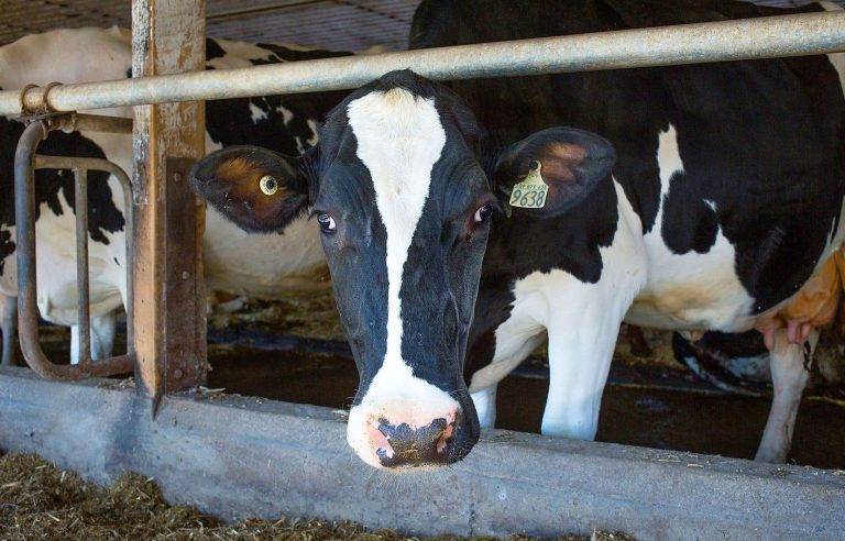 The dairy industry wants to reduce its carbon footprint