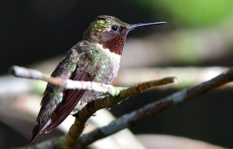 The incredible migration of the hummingbird |  The duty