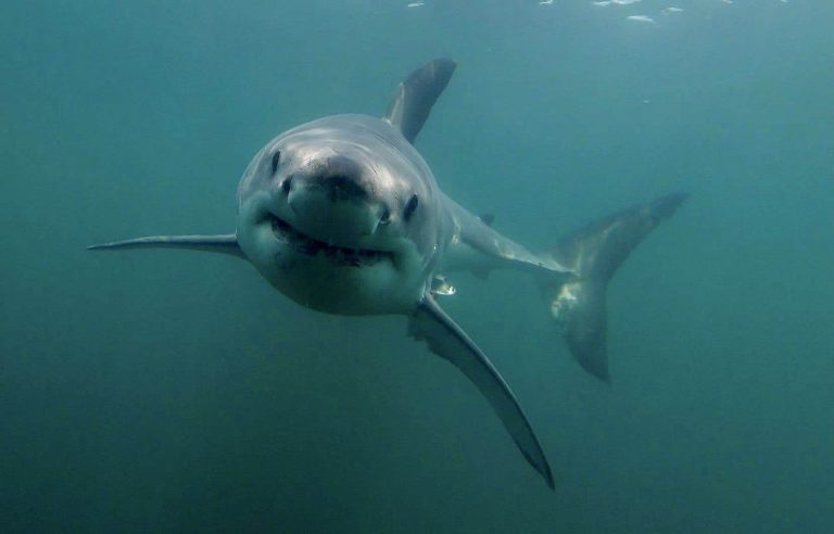 The mysteries of the great white sharks of the St. Lawrence