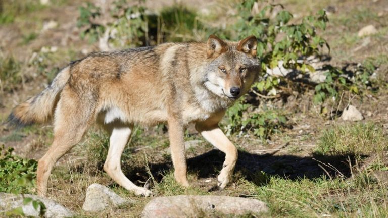 The new “wolf plan” decried by environmentalists and breeders