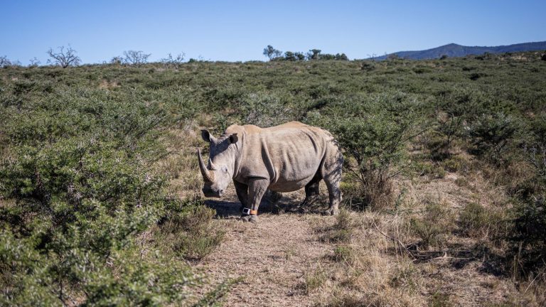 The number of rhinos is increasing in Africa, good news for this species threatened by poaching