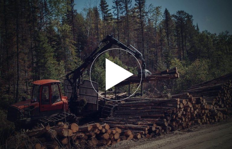 The race against time to harvest burned wood from forest fires