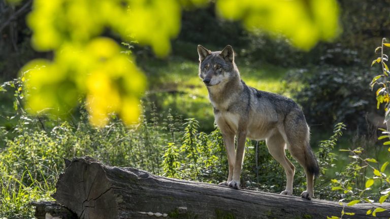 “The target is predation”, defends the national sheep federation