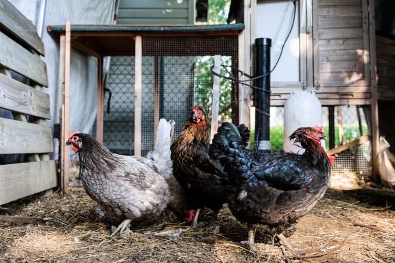 Urban chicken coops |  A raccoon causes a stir in downtown Quebec