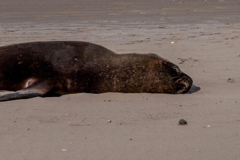 Uruguay |  Avian flu decimated nearly 400 sea lions and sea lions