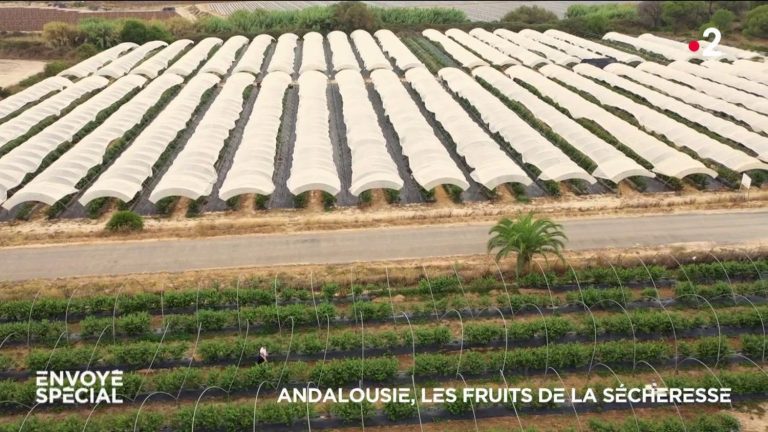 VIDEO.  Andalusia, the fruits of drought