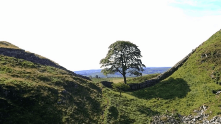 VIDEO.  United Kingdom: “Robin Hood” tree cut down, sixty-year-old arrested